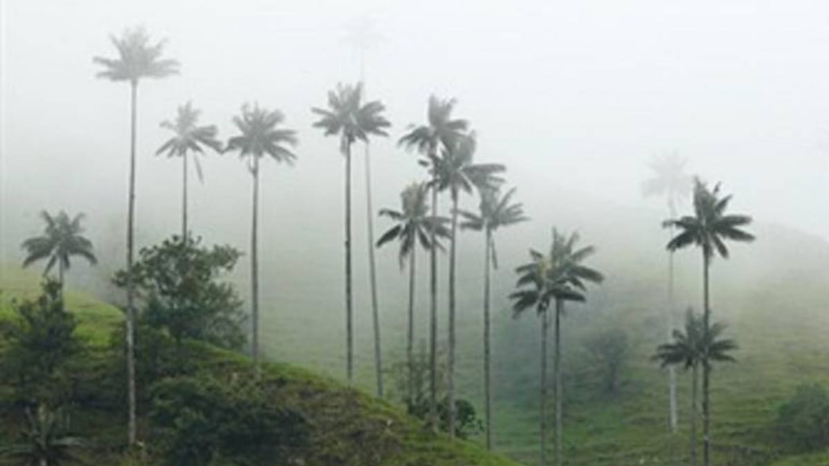 S.O.S. Por la palma de cera lanzan en el Quindío por el riesgo de exploraciones mineras