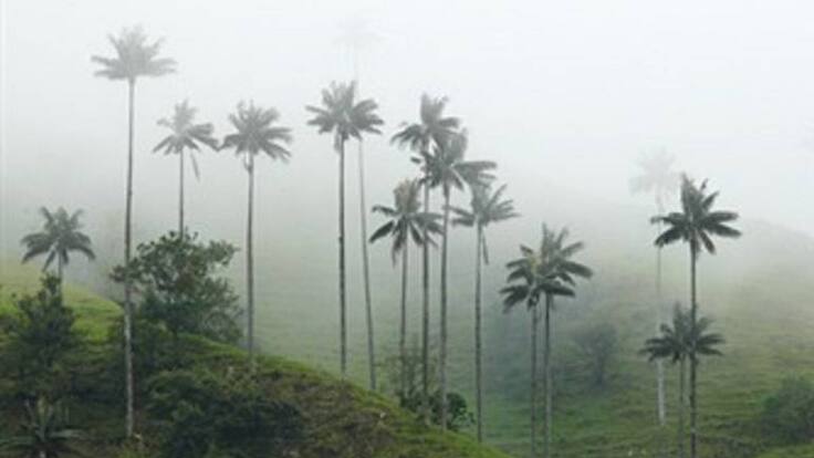 S.O.S. Por la palma de cera lanzan en el Quindío por el riesgo de exploraciones mineras