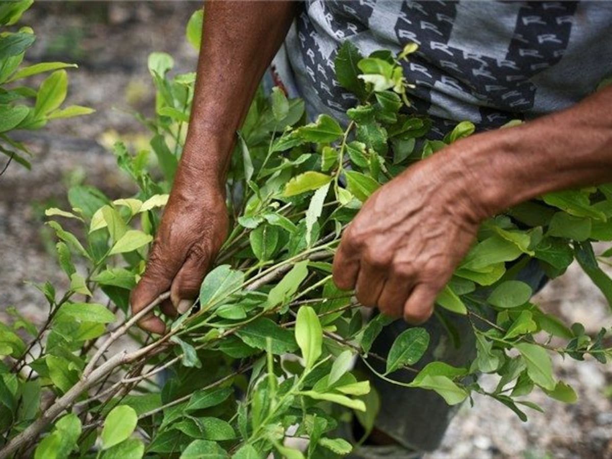 Líder cocalero a Gobierno: “Hoy estamos viviendo en la pobreza y la miseria”