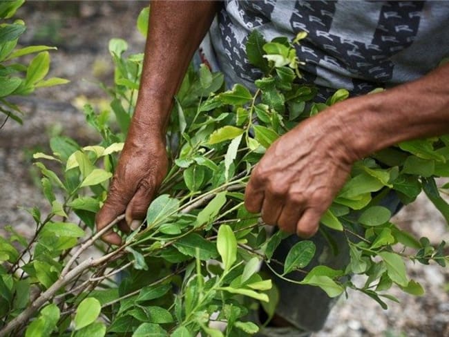 La comunidad se opone a la erradicación de los cultivos de coca.