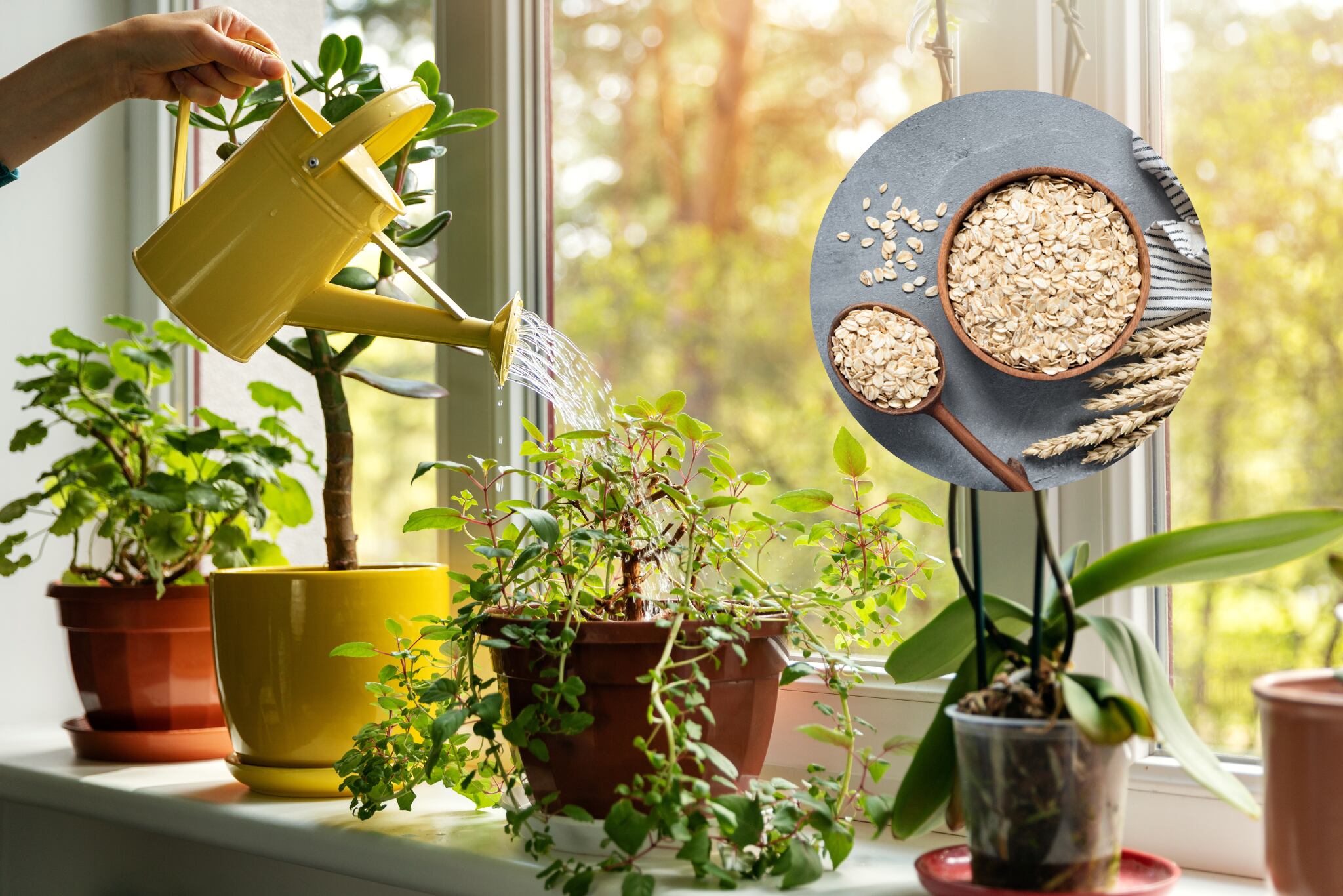 Beneficios de usar avena como abono - Getty Images