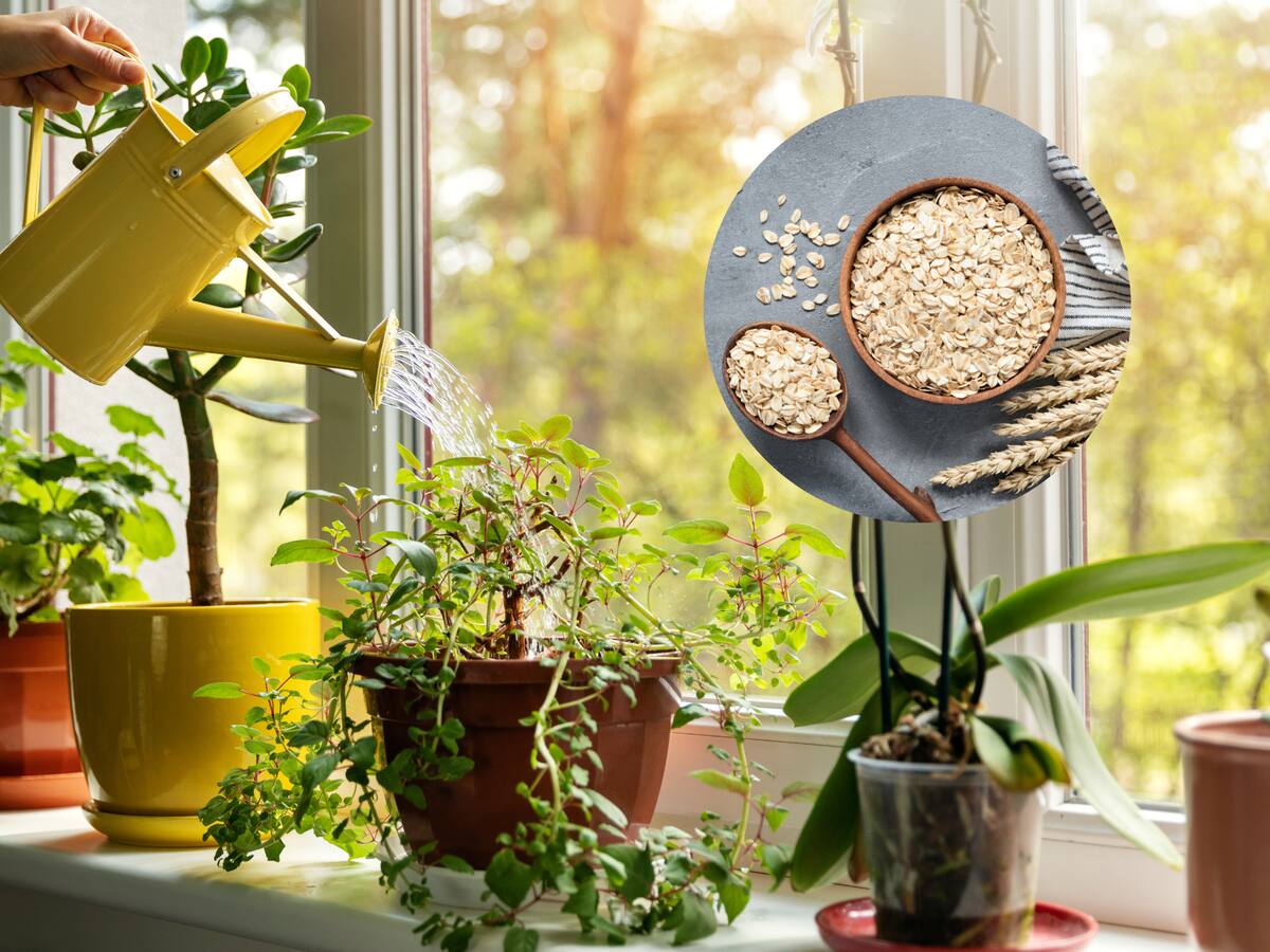 3 beneficios de usar avena como abono: paso a paso para usarlo en sus plantas