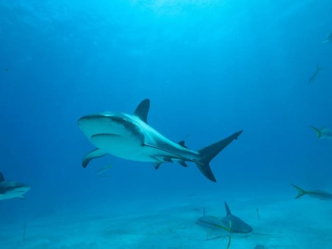 Colombia prohíbe cualquier tipo de pesca de tiburones