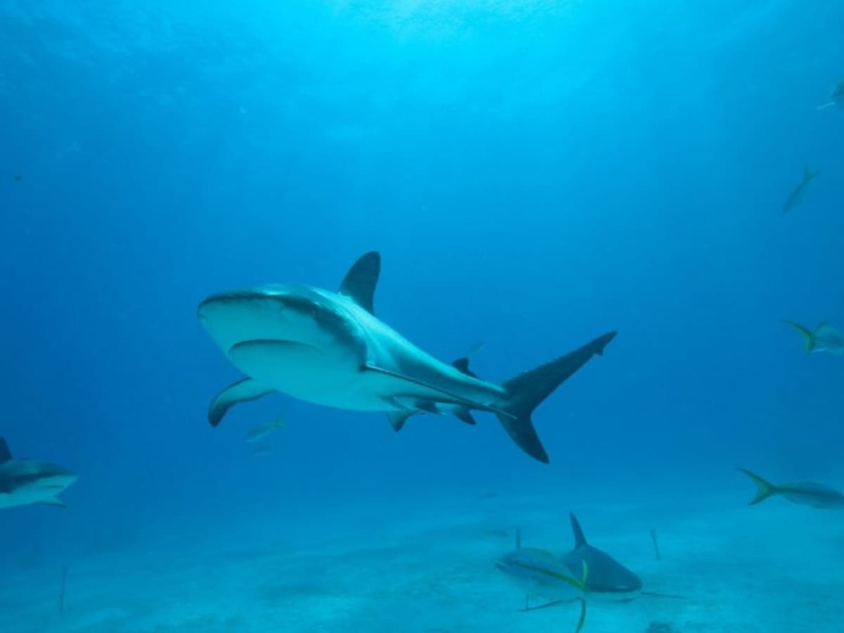 Colombia prohíbe cualquier tipo de pesca de tiburones