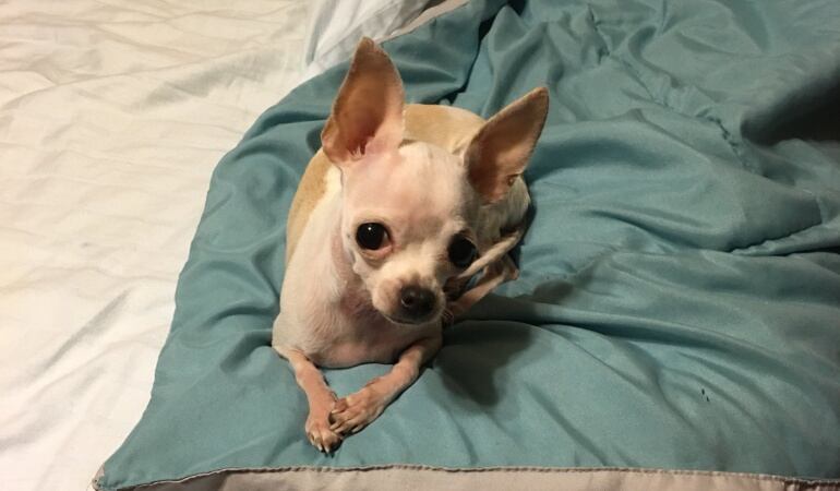 Chihuahua