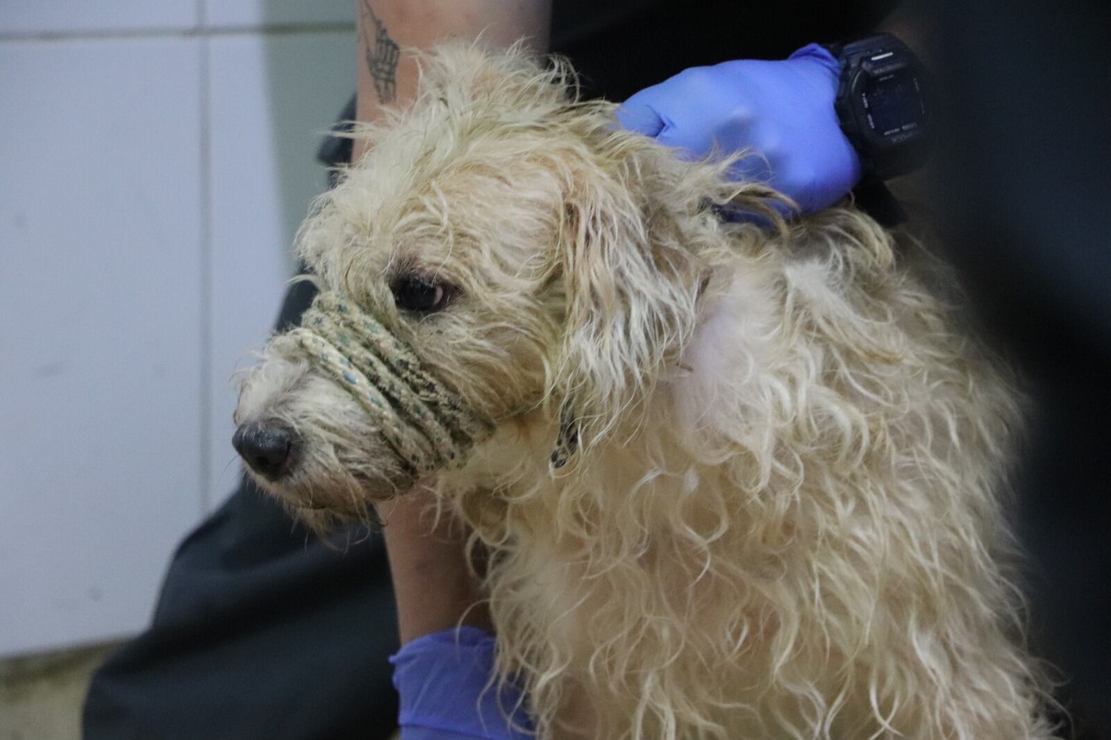 Rescate animal en Medellín. Cortesía: Alcaldía de Medellín