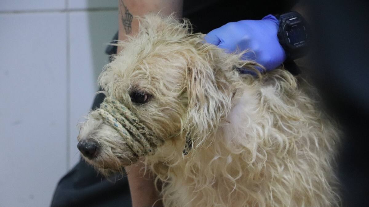 Rescataron 46 animales en un operativo contra la acumulación irregular en Medellín