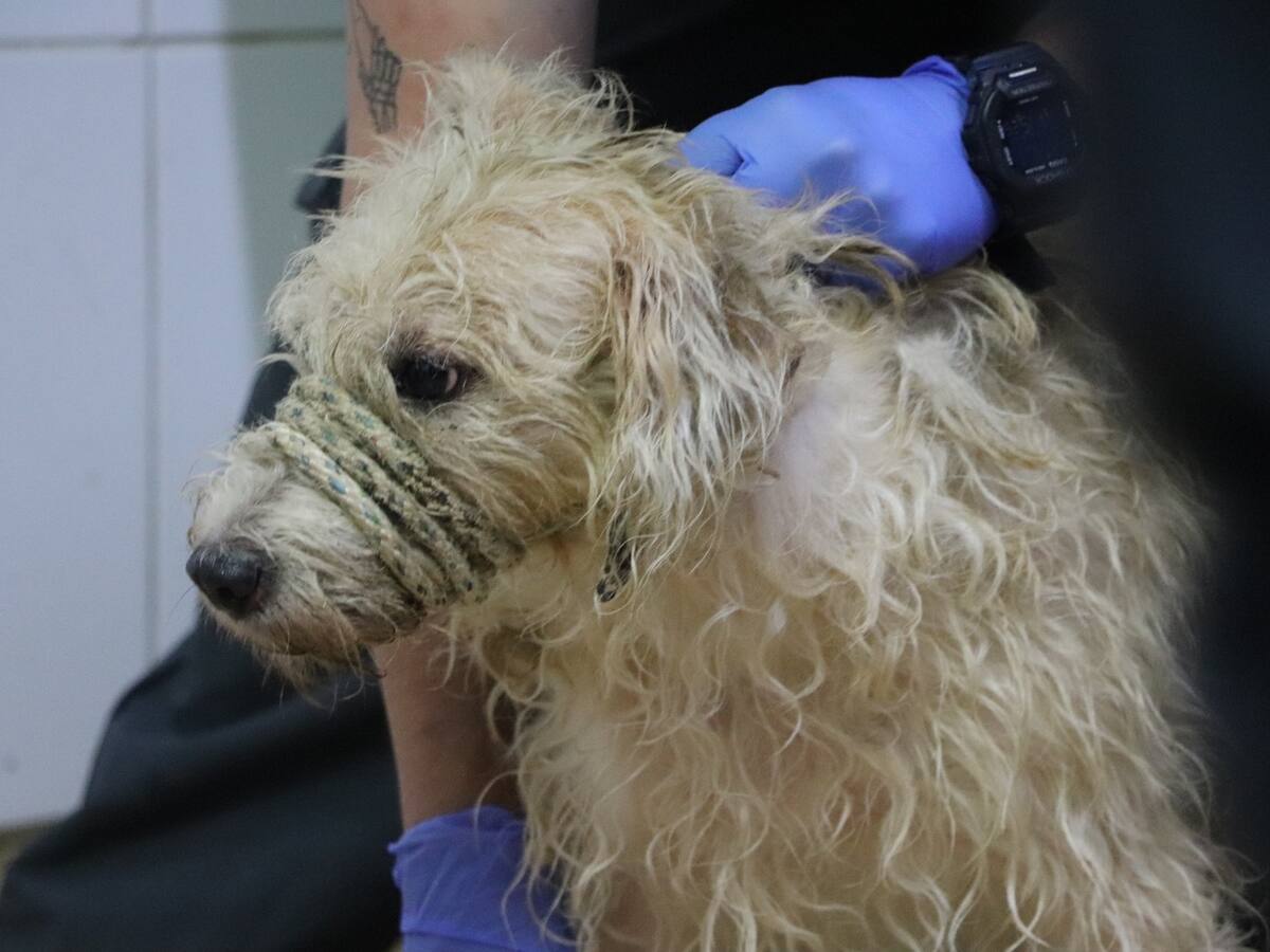 Rescataron 46 animales en un operativo contra la acumulación irregular en Medellín