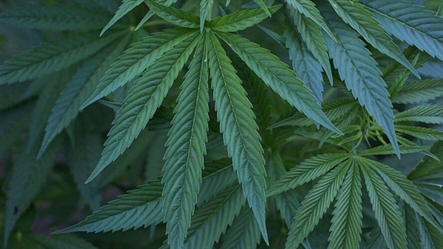 Caen los “reyes de la marihuana”, tras dos años de seguimiento de las autoridades. Foto: Getty Images