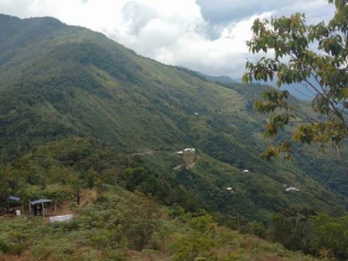 Campesinos de Briceño son modelo en sustitución de cultivos ilícitos