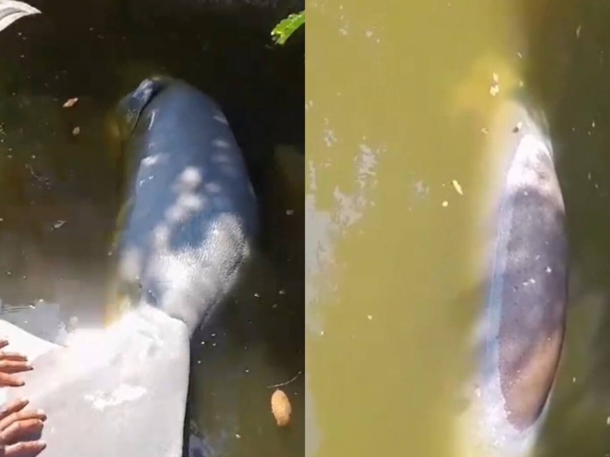 Encuentran manatí muerto en caño San Silvestre
