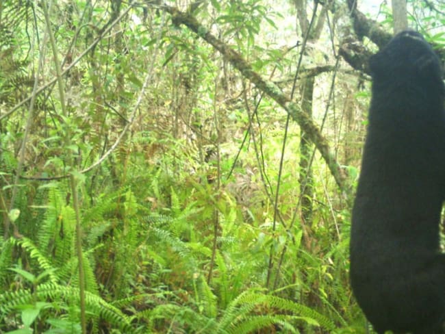 Identifican grupo poblacional de oso de anteojos en zona rural de Neiva