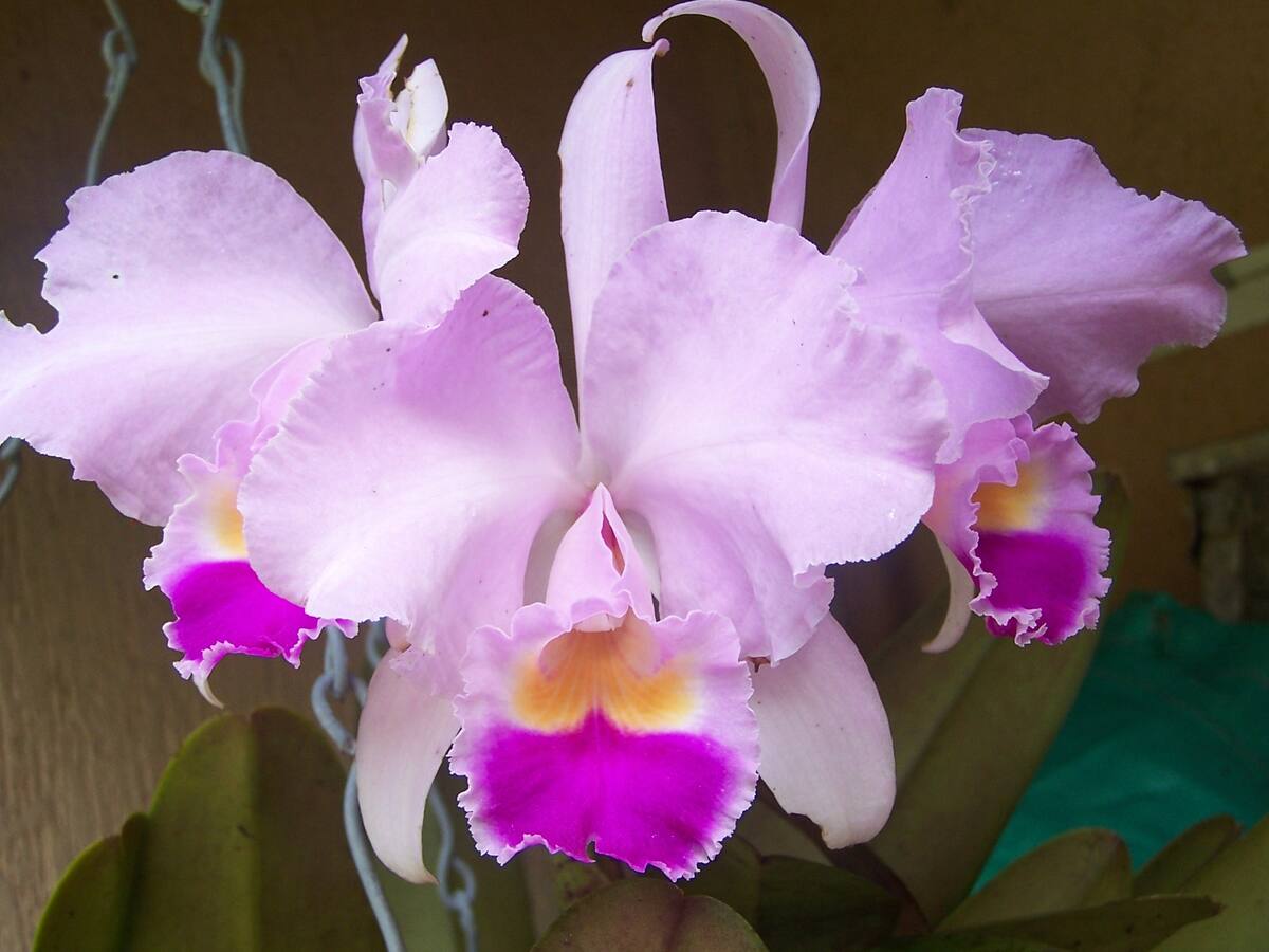 Exposición Nacional de Orquídeas en el Jardín Botánico de Bogotá