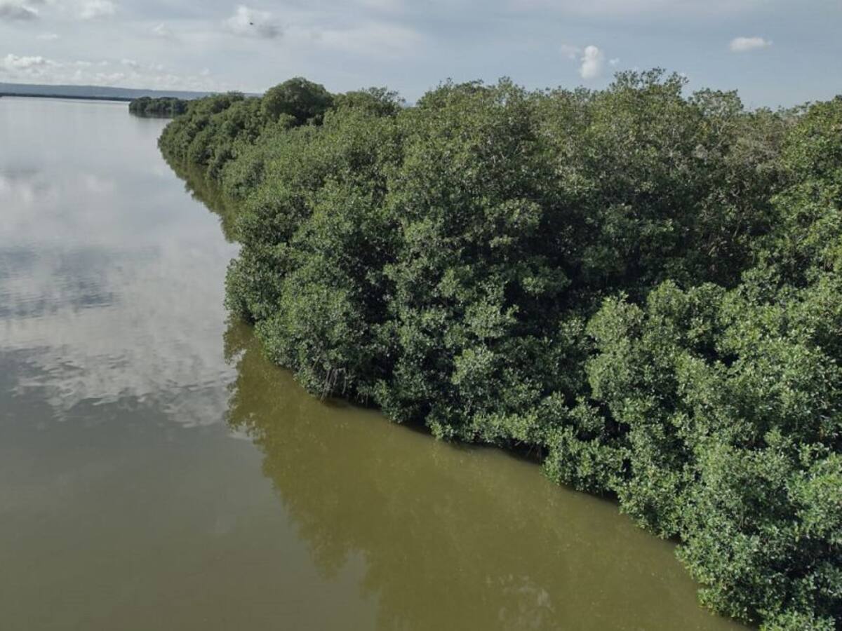 Tala de mangles en La Boquilla lleva más de 20 años: líderes