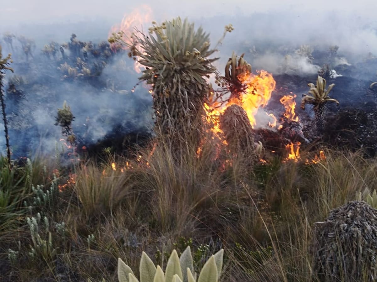Con apoyo aéreo intentarán apagar incendio forestal en los Valles de Normandía en Tolima