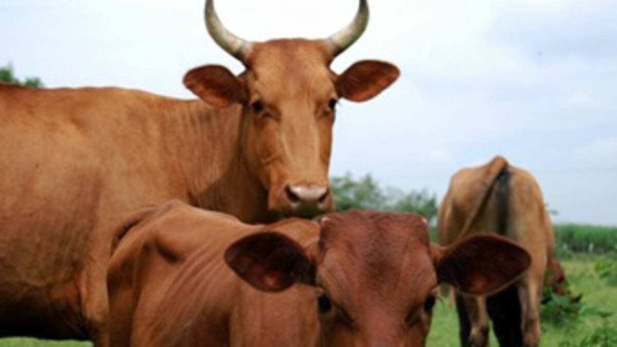 Capacitan a productores de ganado hartón para su productividad y sostenibilidad