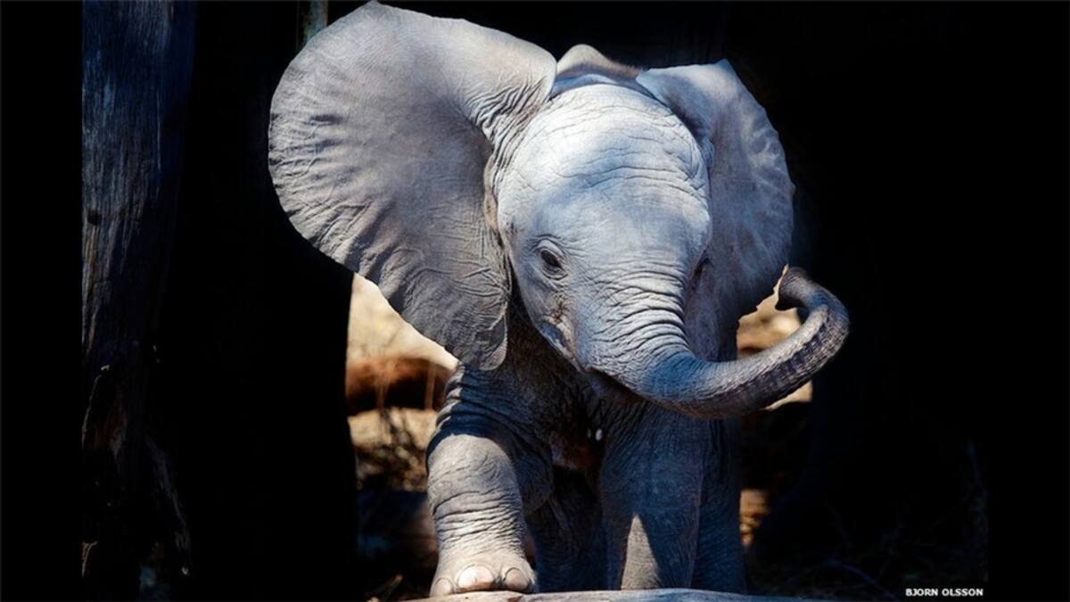 El trabajo de Hill muestra al Ejército Libre Sirio, que lucha por remover del poder al presidente Bashar al Asad. En est imagen, un combatiente afligido por la muerte de un camarada.