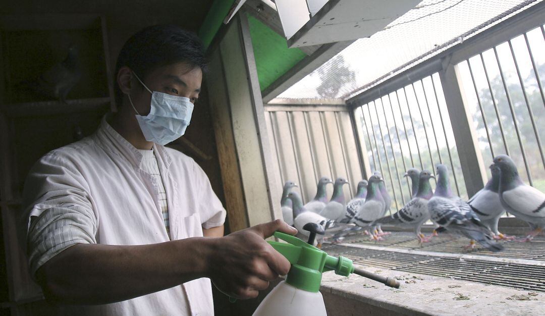 Alerta sobre gripe aviar en Europa. Imagen de referencia