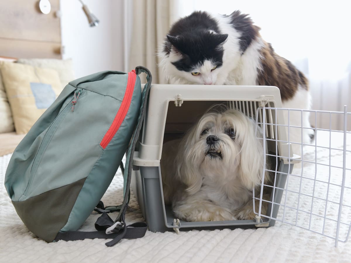 Protección Animal llevará a cabo jornada de adopción de mascotas por San Valentín ¿Dónde será?