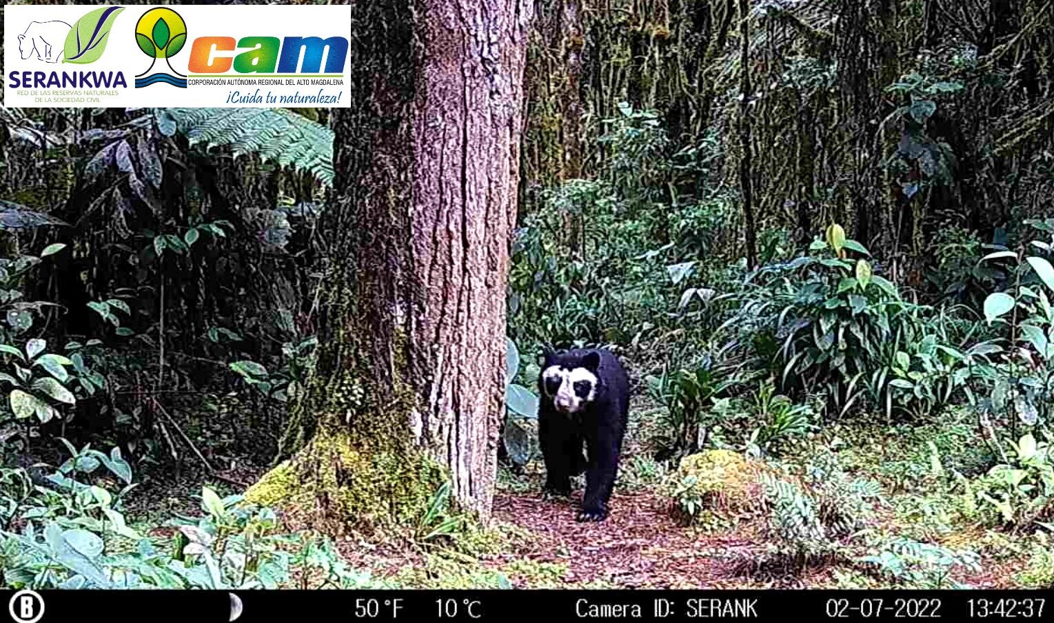 Se trata del registro fílmico de dos hembras de la especie con su respectiva camada de oseznos, registros esperanzadores para el subnúcleo de oso andino más importante del departamento.