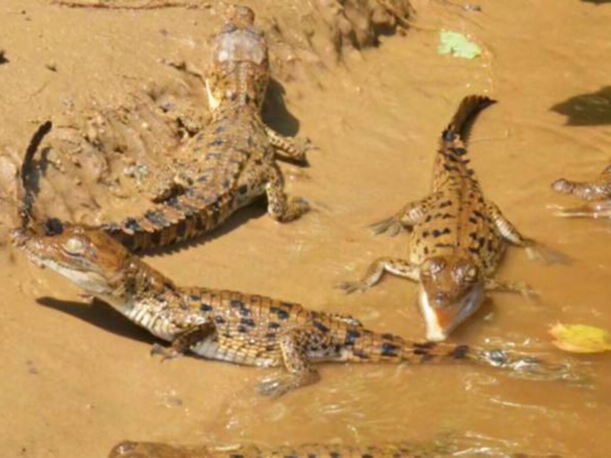 Solo 200 caimanes llaneros sobreviven hoy en Colombia