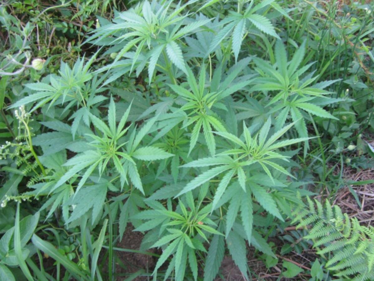 Marihuana con fines medicinales es la mejor política de seguridad: Petro
