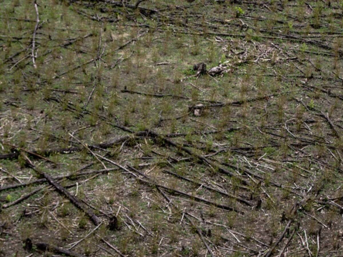 Más de dos familias cocaleras en Guaviare no fueron monitoreadas por la ONU