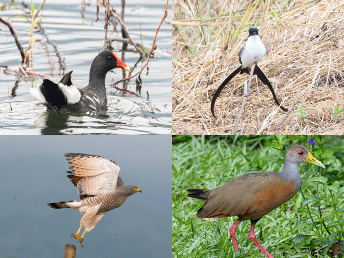 Grabar el canto de las aves