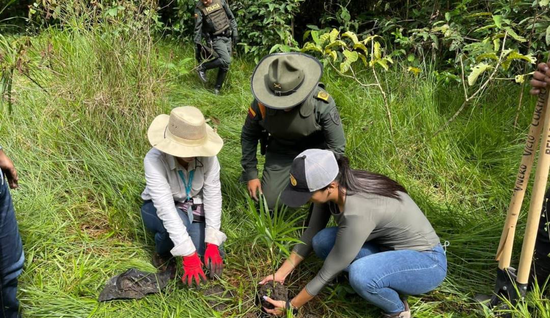Siembra de árboles nativos por parte de Cormacarena. Foto: Cortesía Cormacarena.