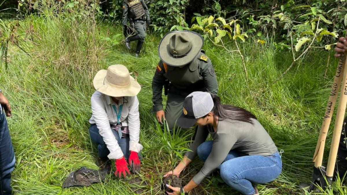 Más de 172 mil árboles serán sembrados en 15 municipios del país este mes