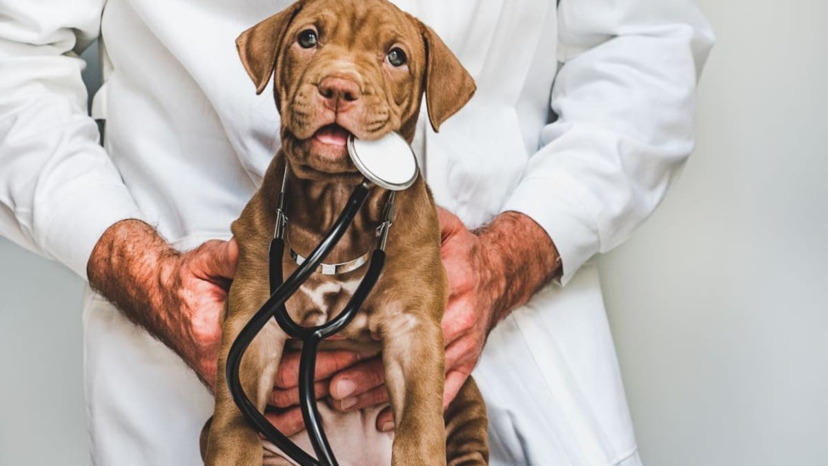 Colombiano se vuelve viral en Argentina: se graduó y celebró con su perro