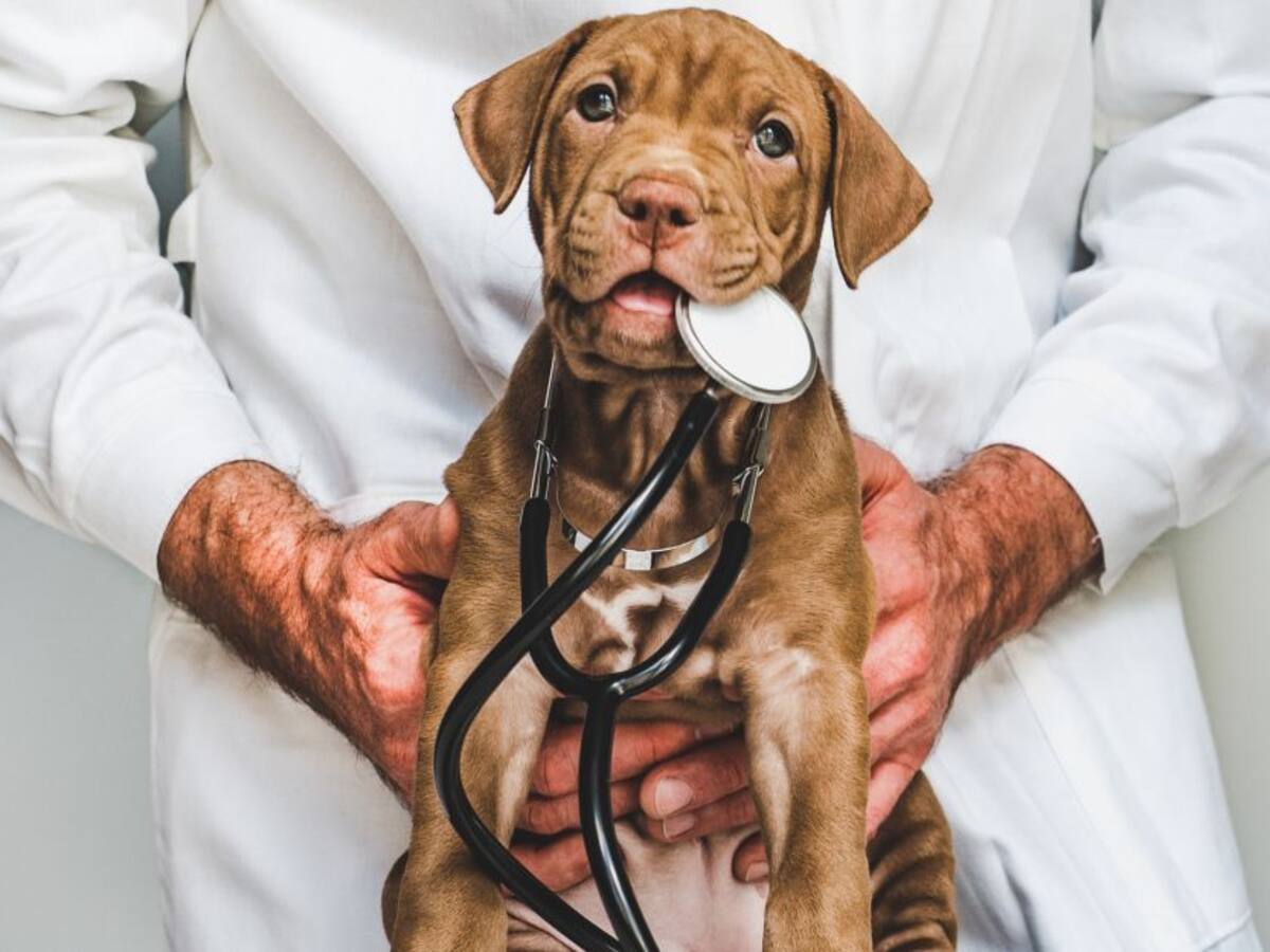 Colombiano se vuelve viral en Argentina: se graduó y celebró con su perro