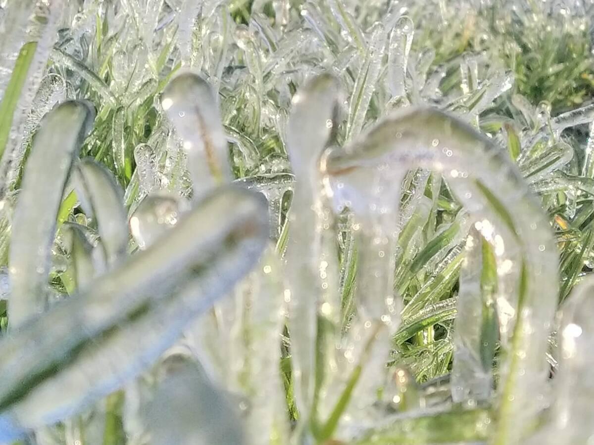 Heladas en Nariño: 25 mil hectáreas de pastos afectados