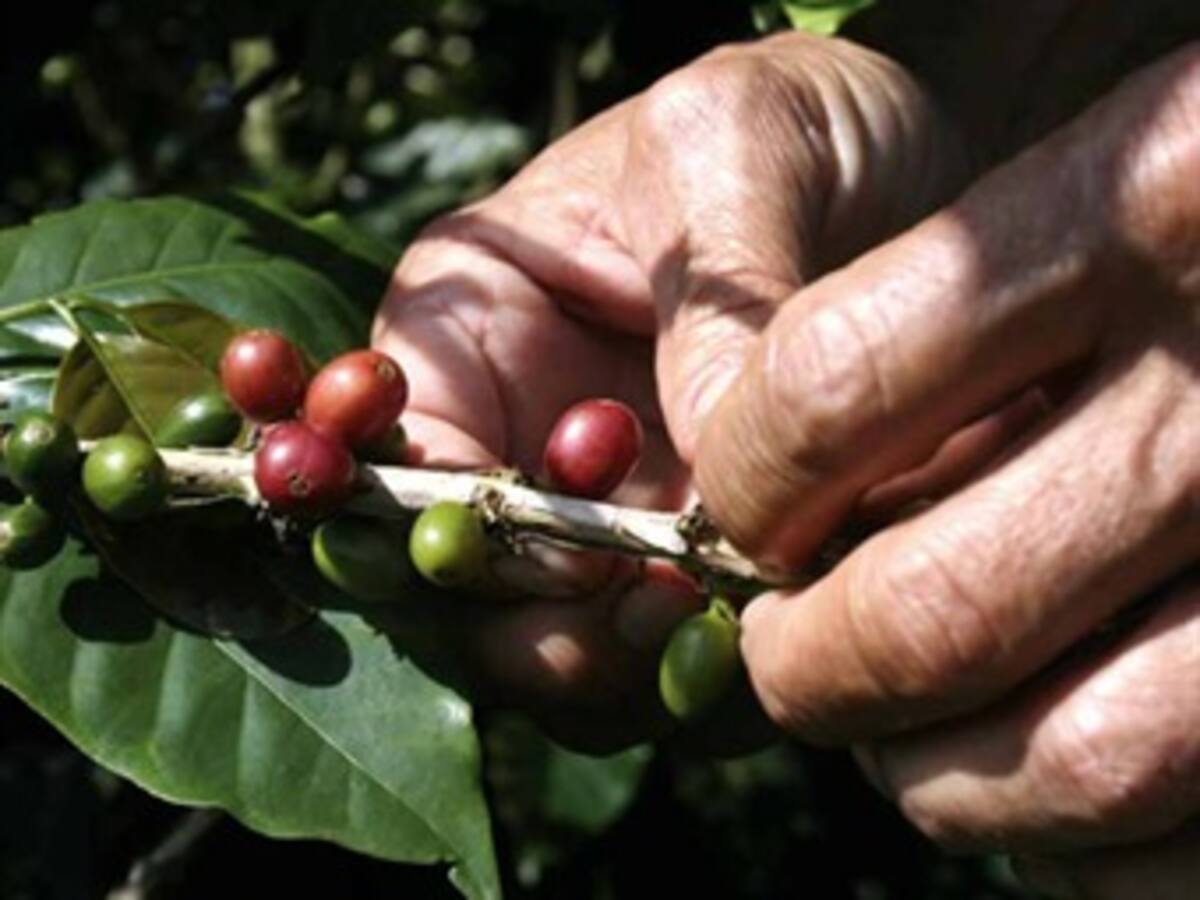 A recolectores de café les pagan con droga, denuncia sacerdote en el Quindío