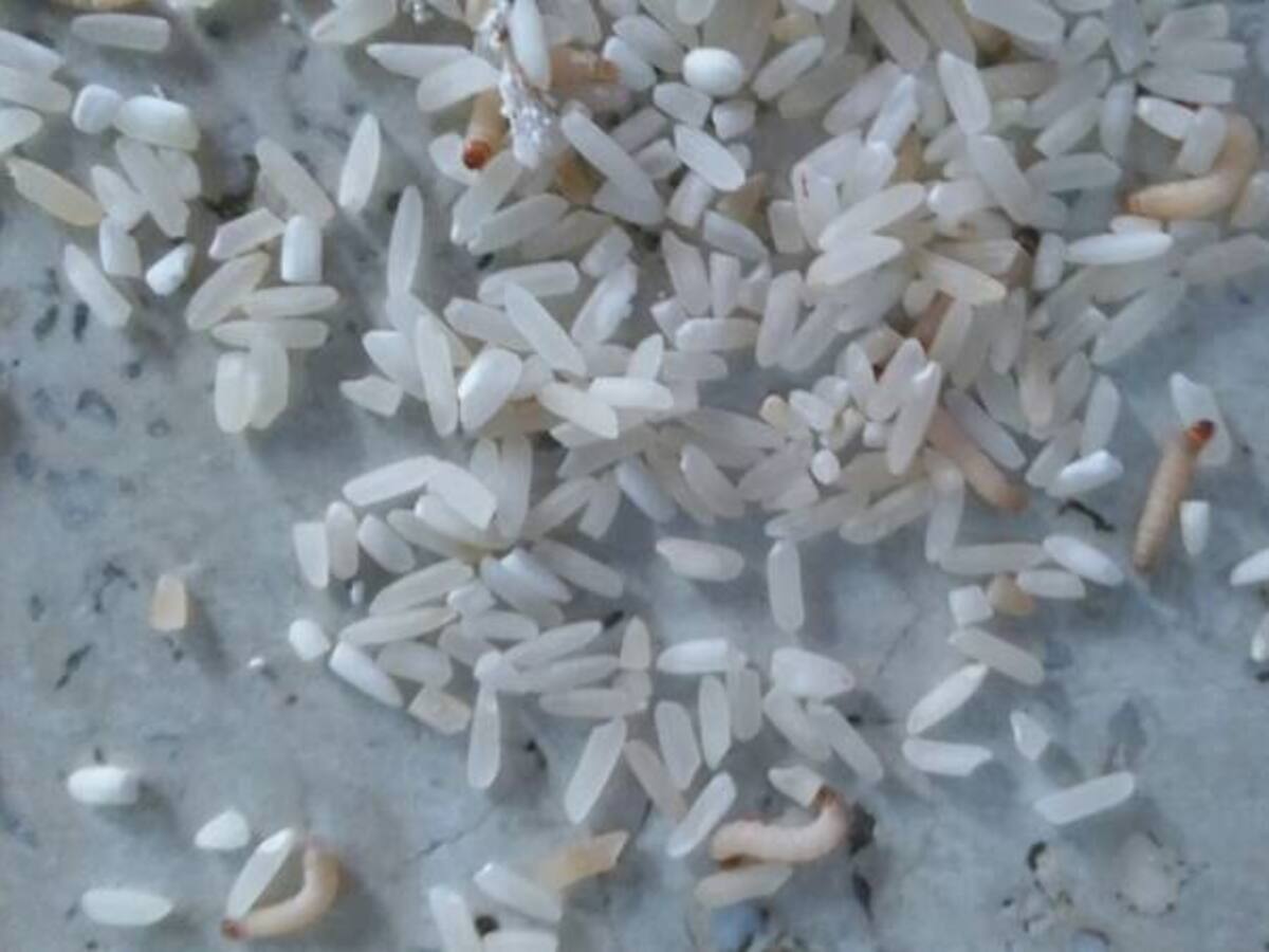 Denuncian mala calidad de productos del PAE en Sucre