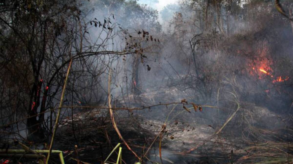 Incendio forestal dejó una persona muerta