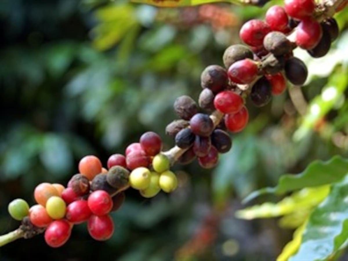 Producción de café en el primer semestre del año fue de 6 millones 41 mil sacos: Fedecafé