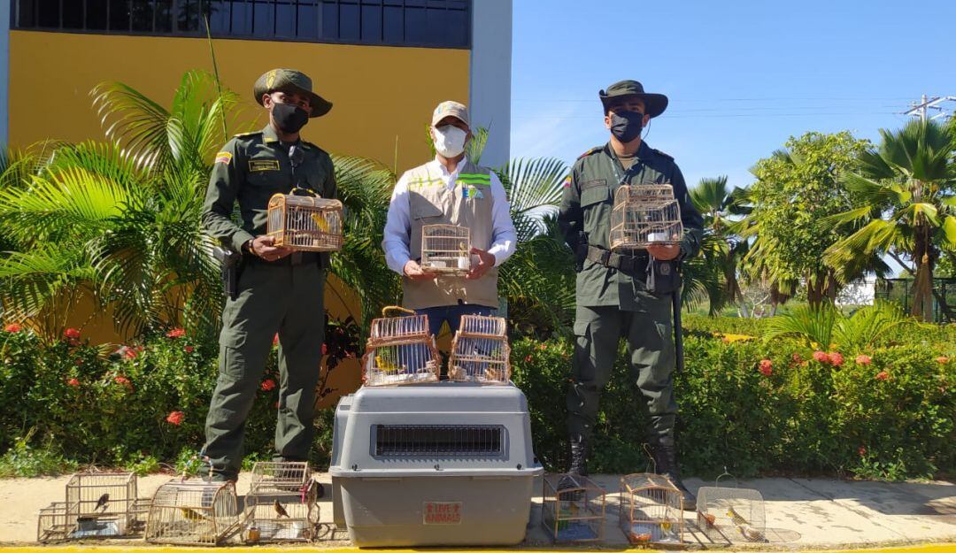 Liberación de aves silvestres en Cartagena