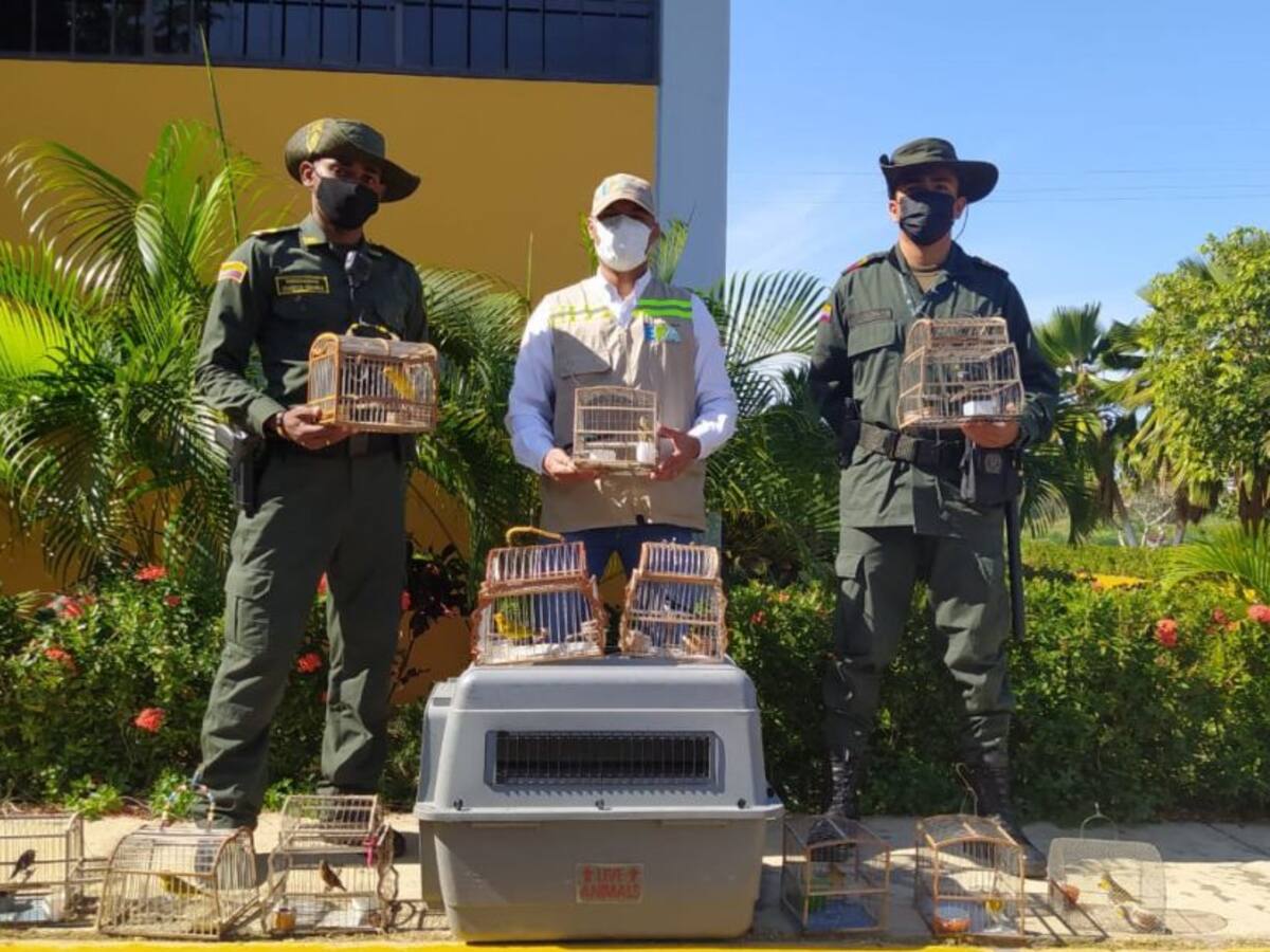 Continúan los rescates y liberaciones de aves silvestres en Cartagena