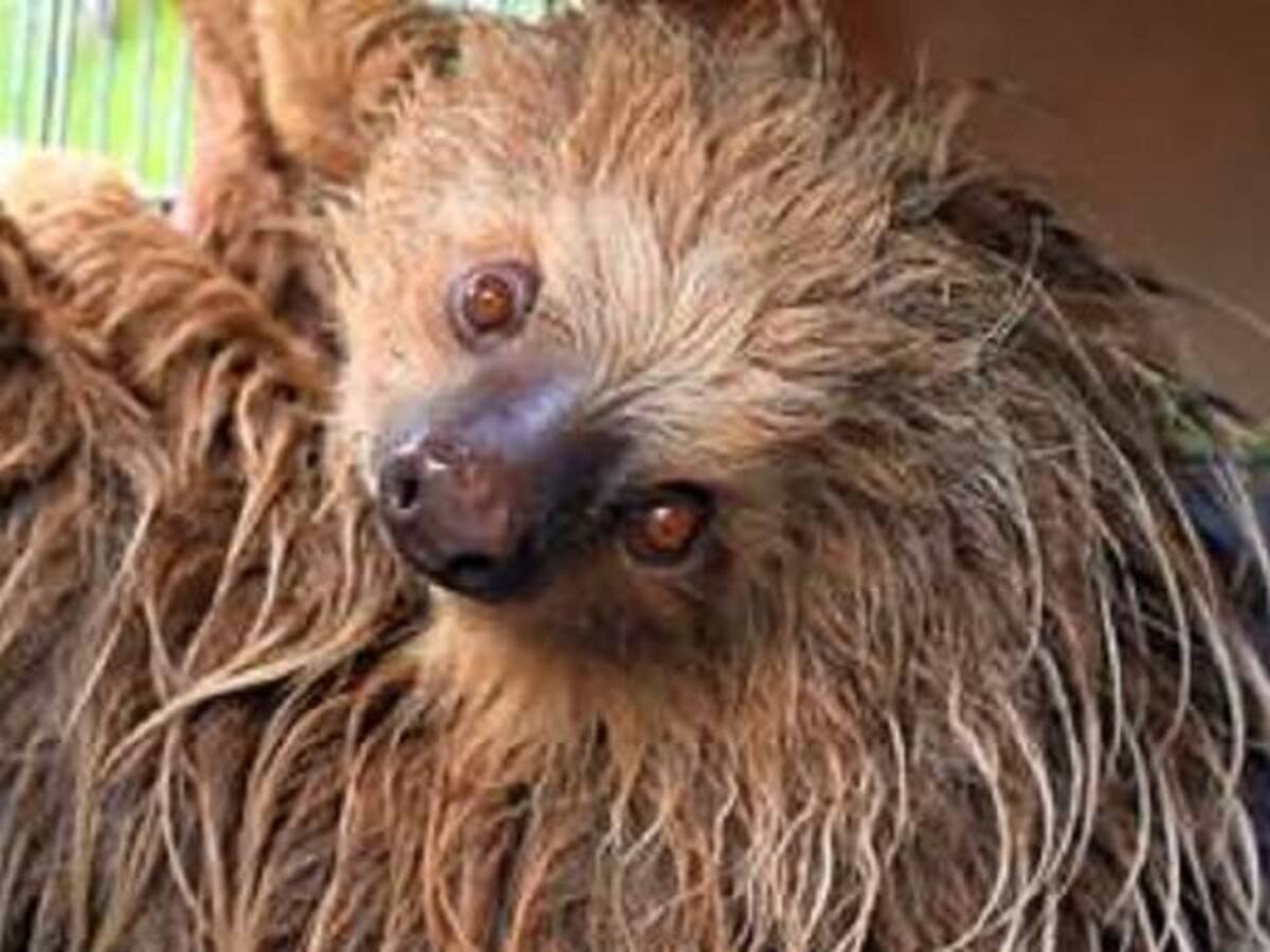 Osa perezosa vuelve a su hábitat en Santander