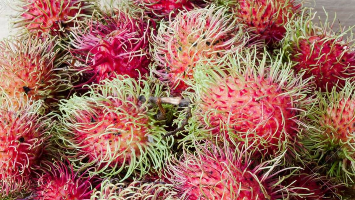 Rambután, un fruto exótico que puede cambiar vidas