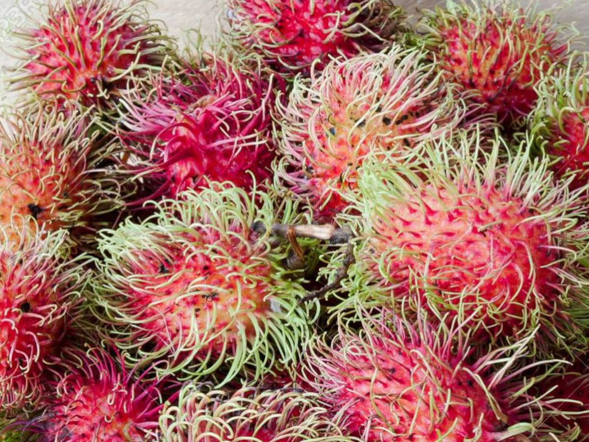 Rambután, un fruto exótico que puede cambiar vidas