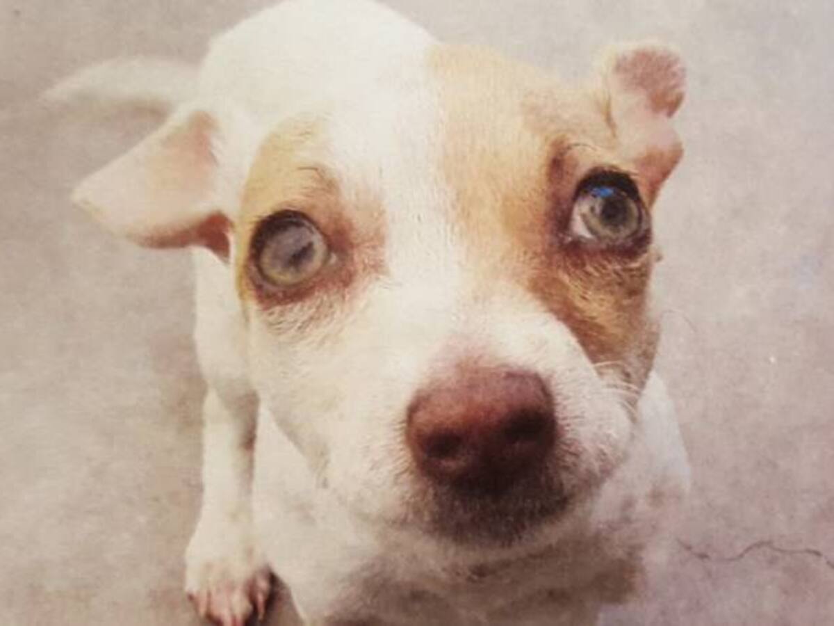 Hombre es detenido por drogar a su perro con heroína y metanfetamina