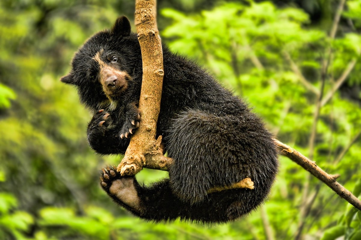 Con el Primer Festival del Oso Andino, se hace un llamado a la acción para proteger los ecosistemas estratégicos del país y garantizar la supervivencia de especies clave como esta.