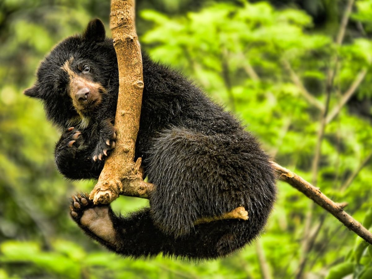 Durante tres días el Valle rendirá un homenaje a la especie emblemática del Oso Andino