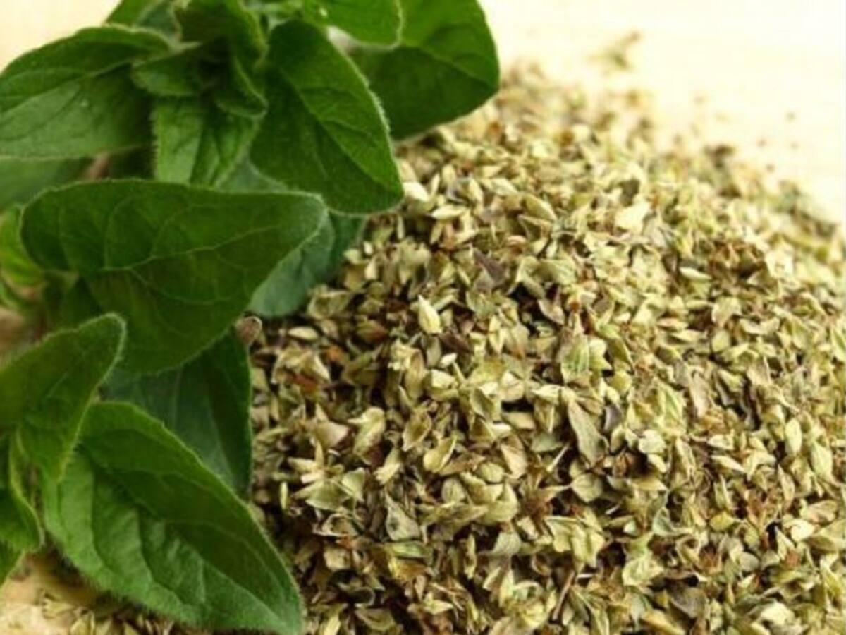 Plantas aromáticas autóctonas, emprendimiento en Boyacá