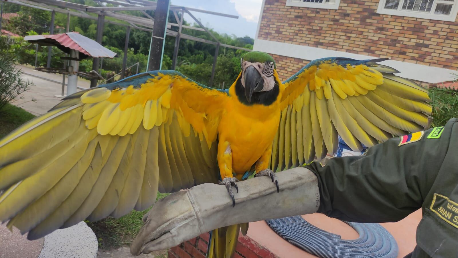Guacamayo decomisado en La Tebaida, Quindío. Foto Cortesía Policía ambiental