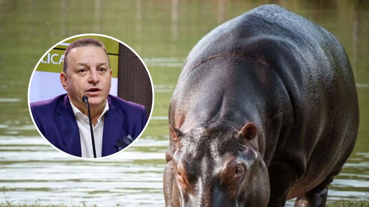 Director de la Carder rechaza eutanasia de hipopótamos y propone alternativas de control