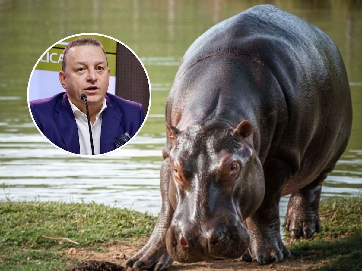 Director de la Carder rechaza eutanasia de hipopótamos y propone alternativas de control