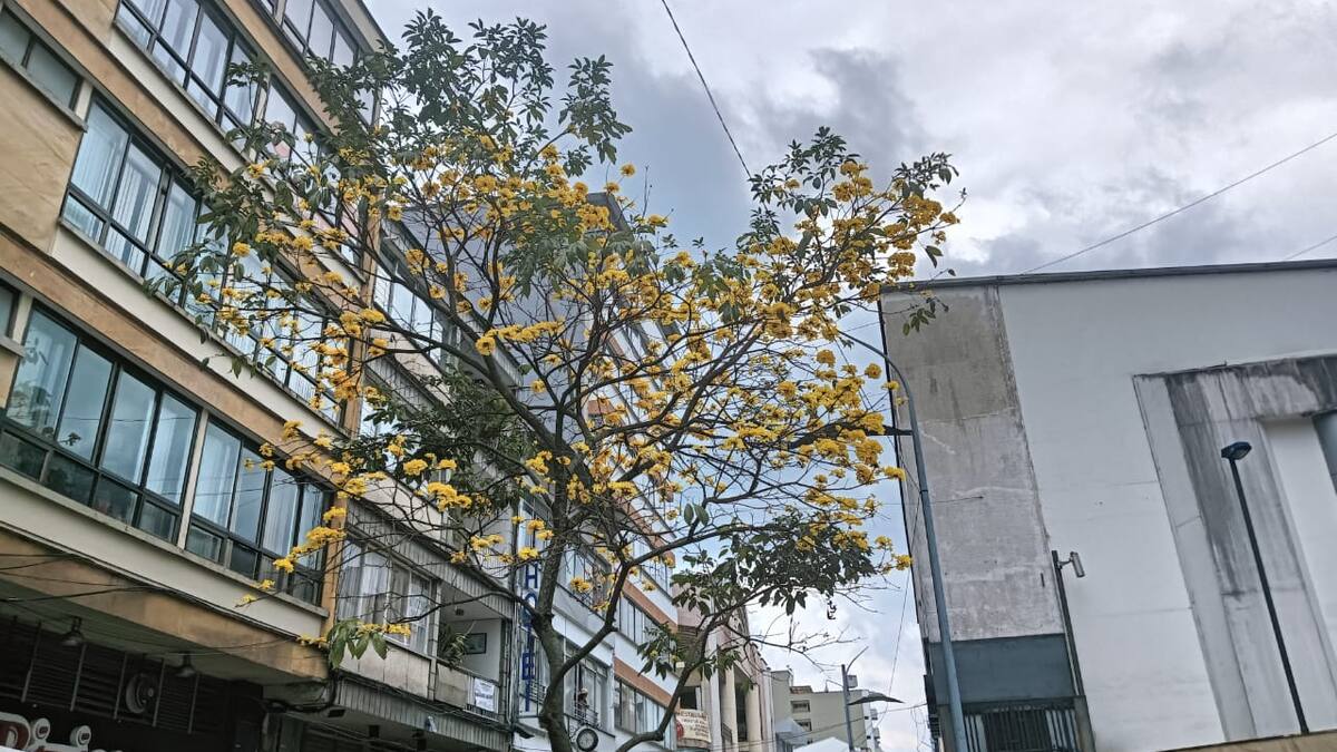 Viernes 31 de enero, las noticias más importantes de Armenia y Quindío